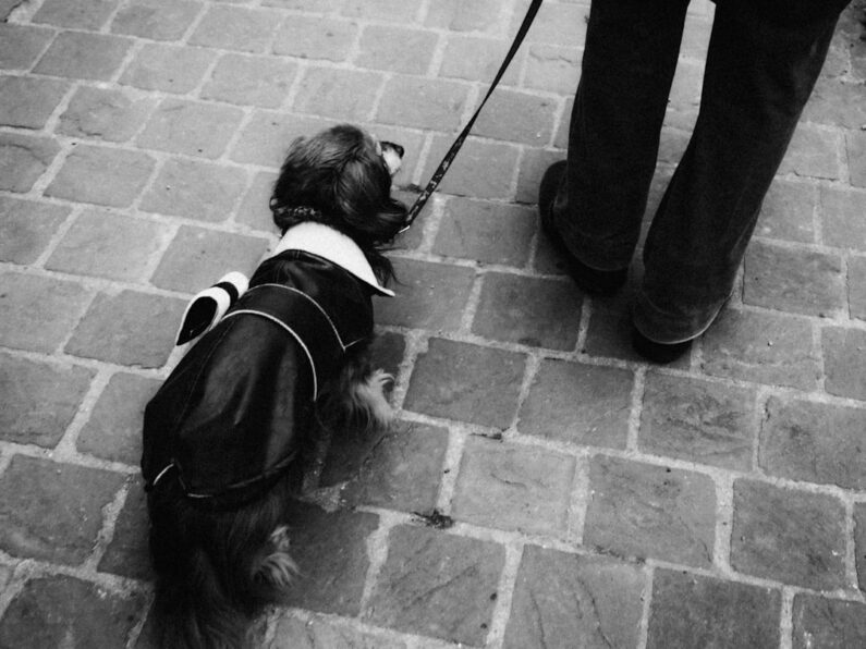 Oplev Det Bedste for Din Hund i En Hundebørnehave