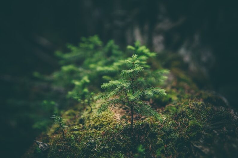 Oplev Naturens Skønhed: Camping Djursland